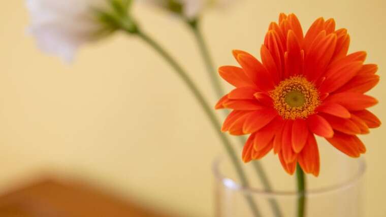 藤田 一照氏 × カウストゥッブ・デシカチャー氏　特別対談＆ワークショップ