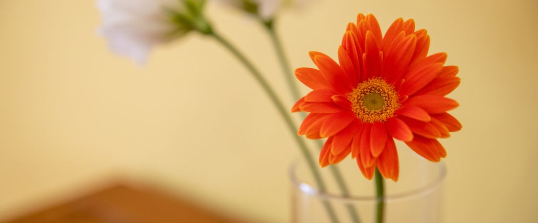 藤田 一照氏 × カウストゥッブ・デシカチャー氏　特別対談＆ワークショップ